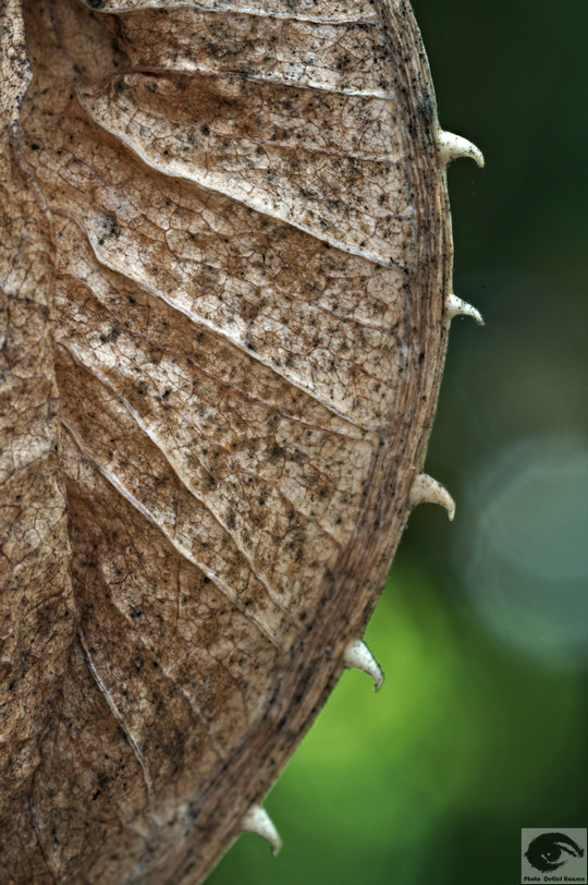  MG 3783r welke Blumen